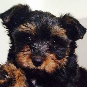 Meet your Posher, Shawn